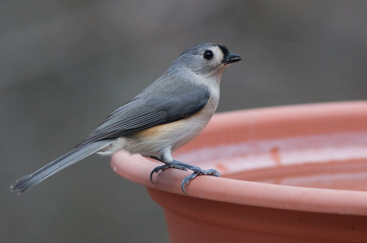_MG_0337 Titmouse