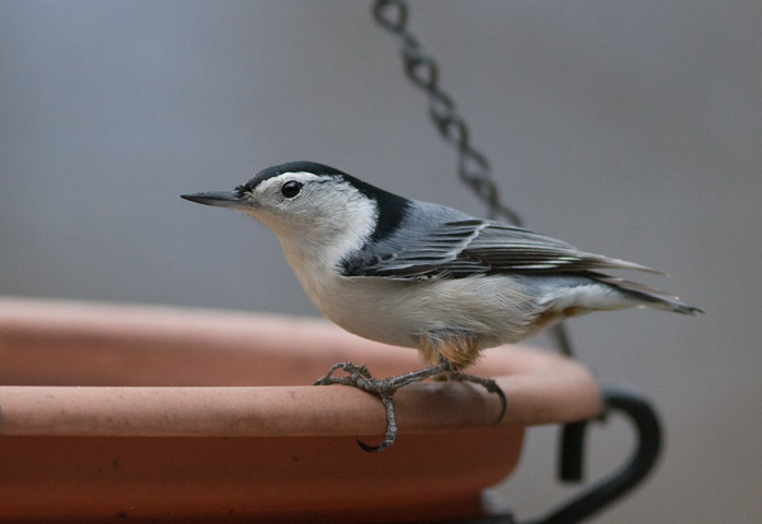 _MG_0345 Nuthatch