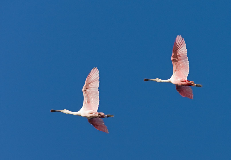 _MG_1051 Roseate Spoonbills