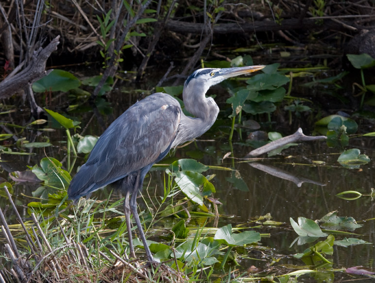 _MG_1425 Anhinga Trail Heron