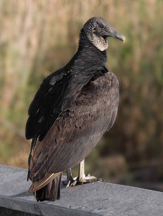 _MG_1636 Black Vulture