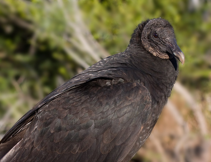 _MG_1640 Closeup Vulture