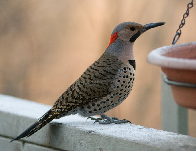 _MG_0775 Yellow Shafted Flicker