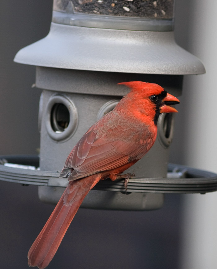 _MG_0965 First Cardinal