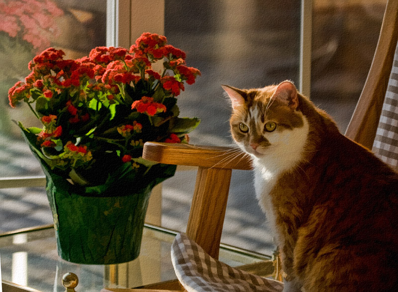 3507 Beegie with Kalanchoe