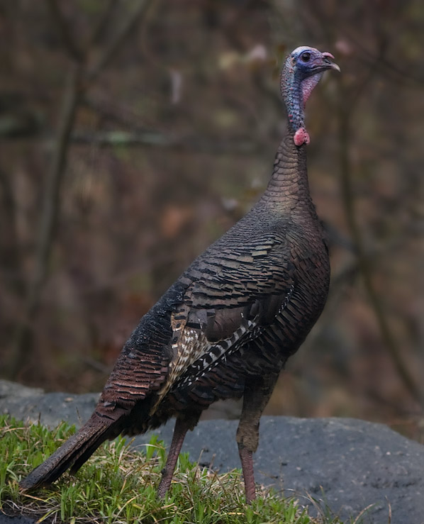 _MG_1106 Turkey in the Rain thru Window