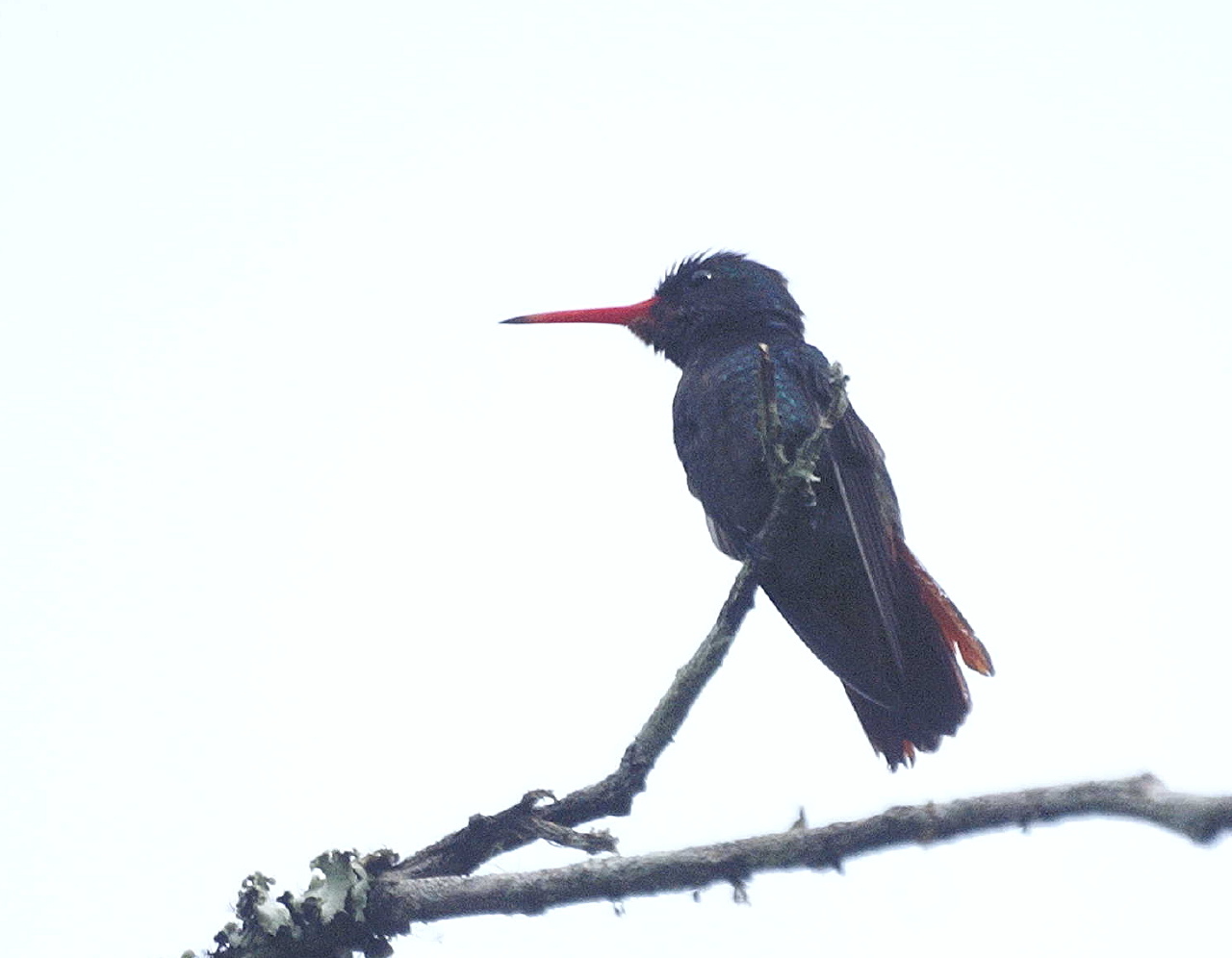 Rufous-throated Sapphire