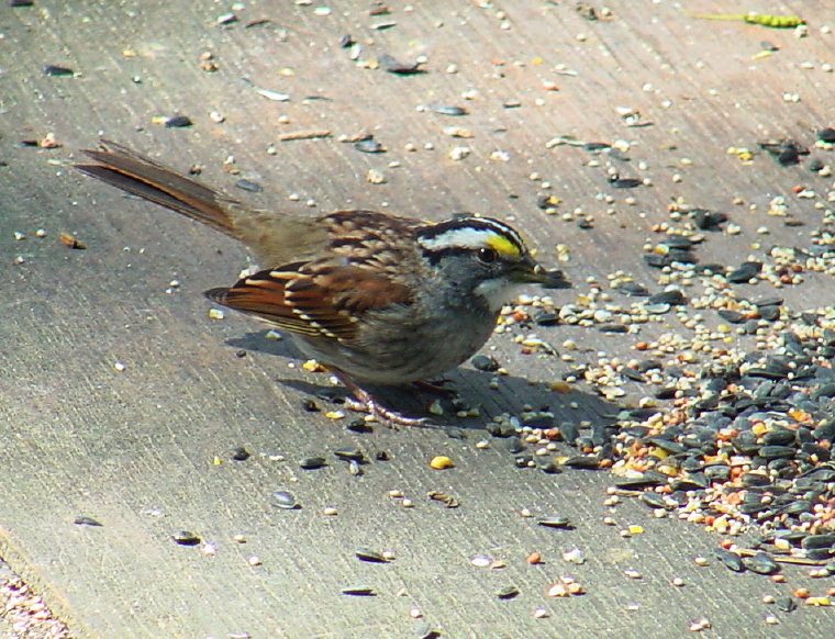 344. White-throated Sparrow.jpg