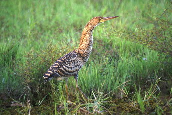 Rufescent Tiger-Heron.jpg