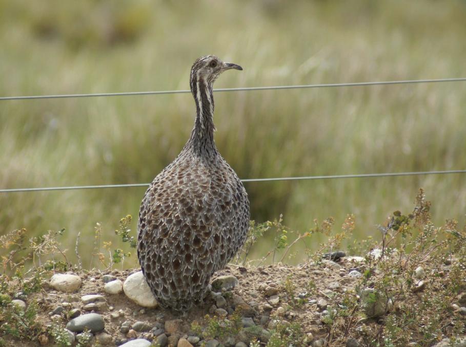 Patagonian Tinamou