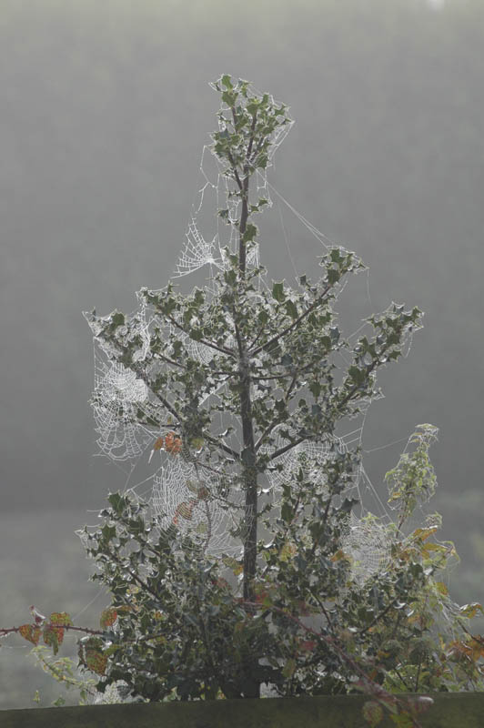 Misty morning and the spiders labours