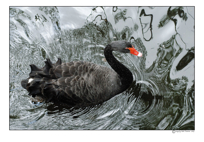 swan.jpg