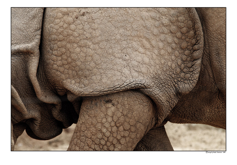 rhino2.jpg