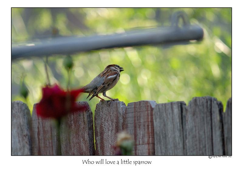 sparrow.jpg