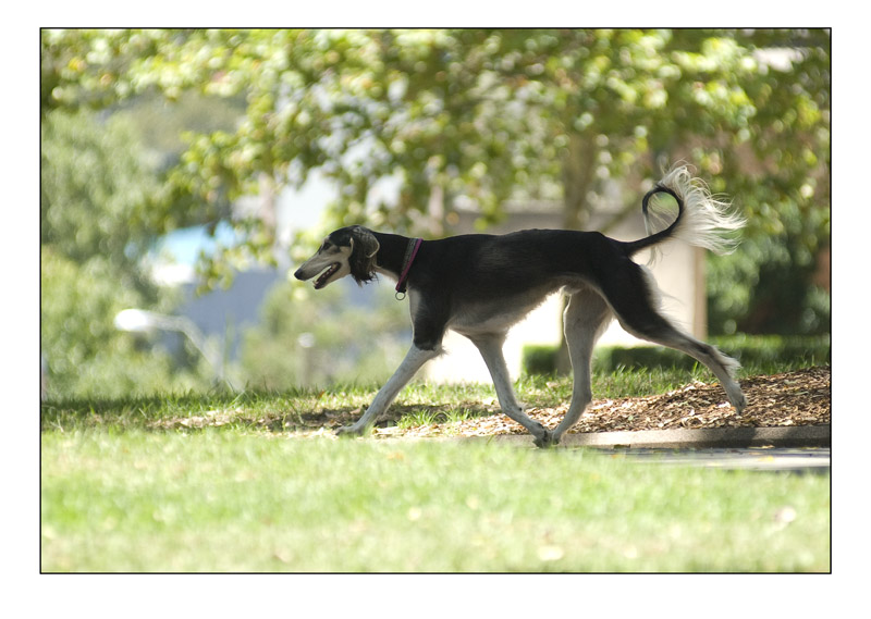 doggi.jpg