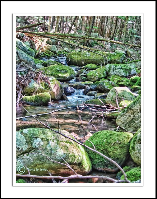 Slippery rocks