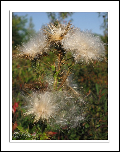 Thistle