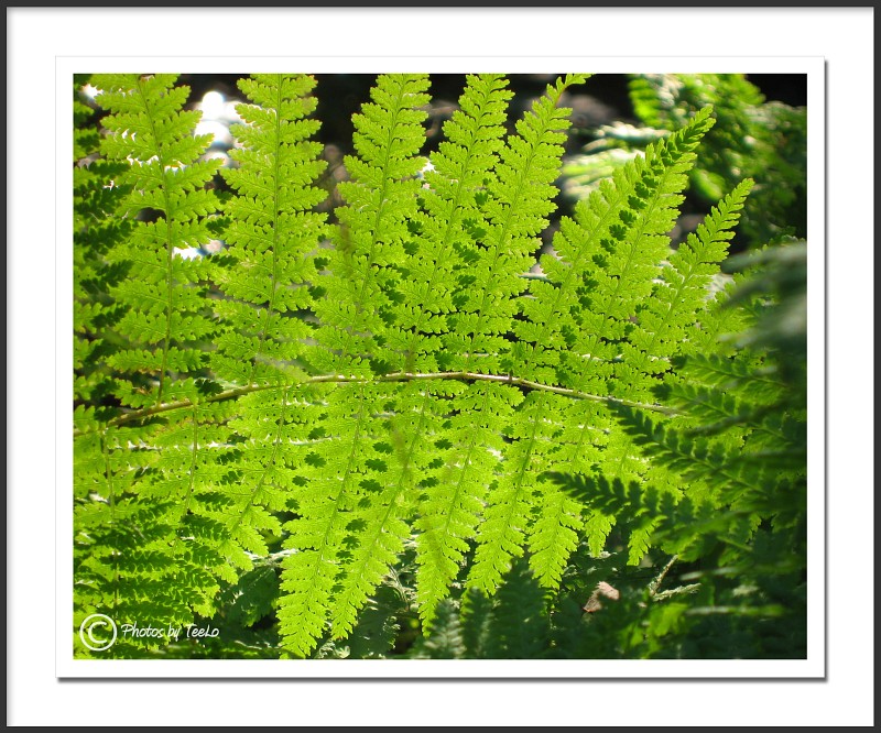 Fern