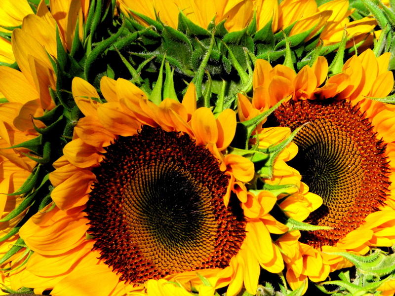 IMG_7348.jpg Sag Harbor Hamptons Sunflowers