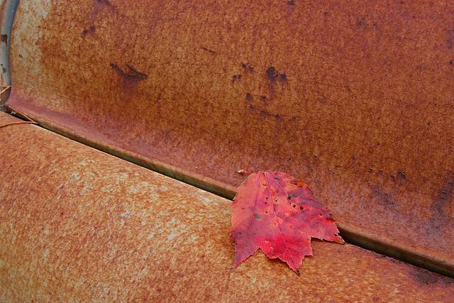maple on rust