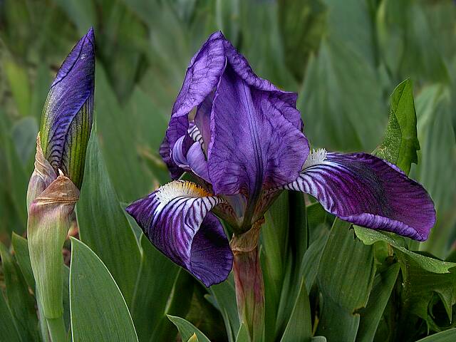 iris