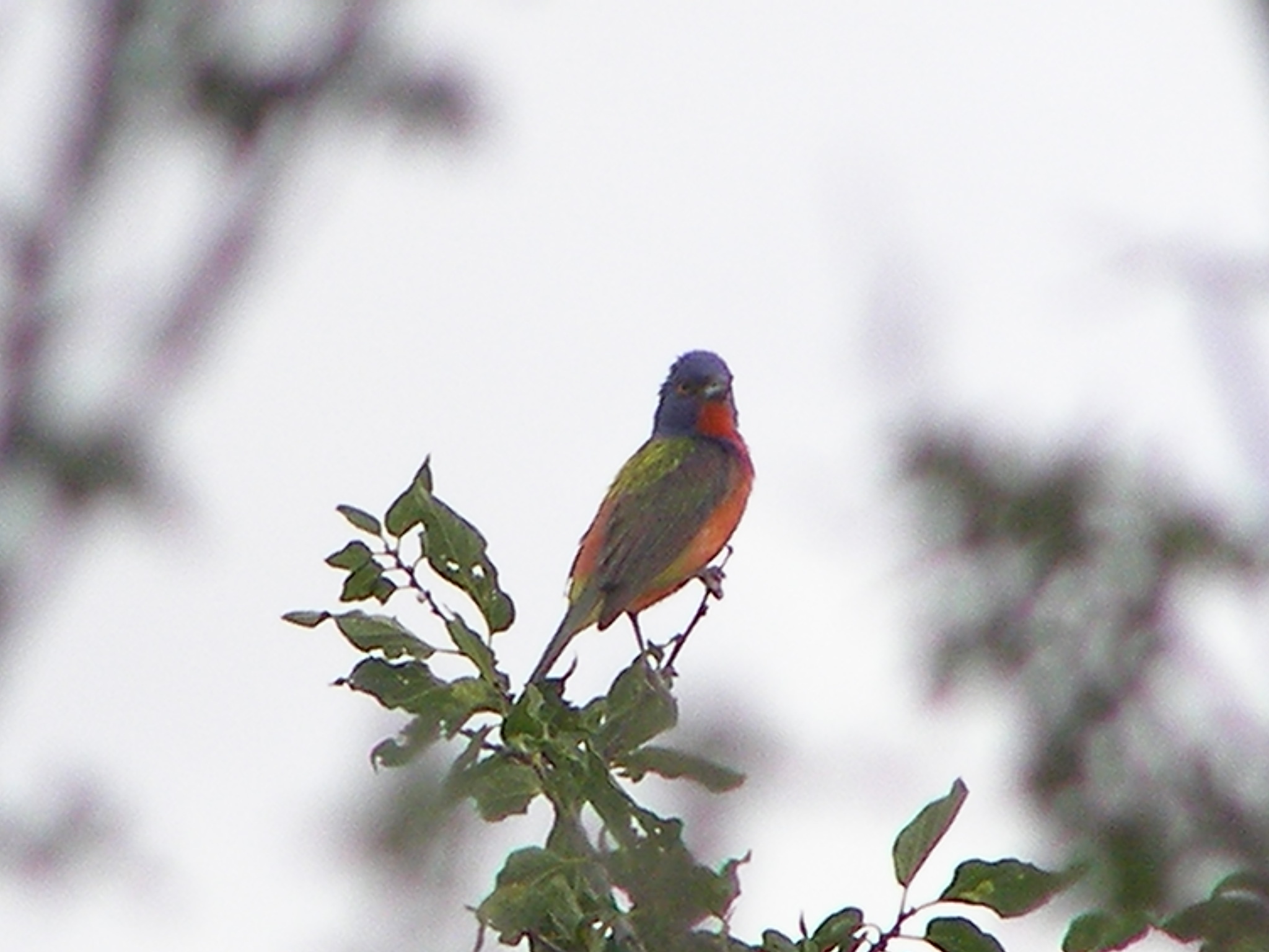 Bunting Painted Tx Palo Duro 07-08 g.JPG