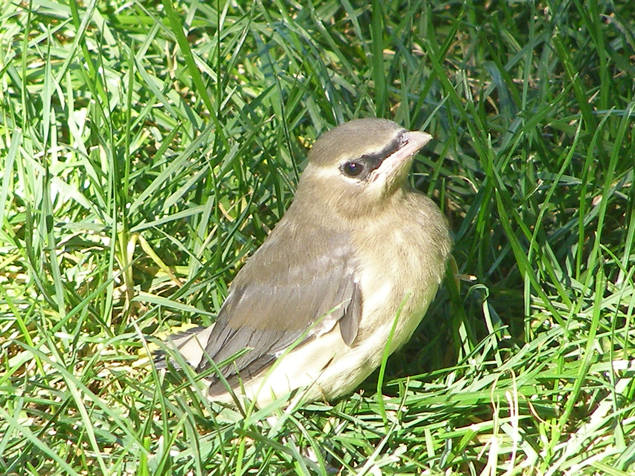 waxwing cedar MO 7-08 b.JPG