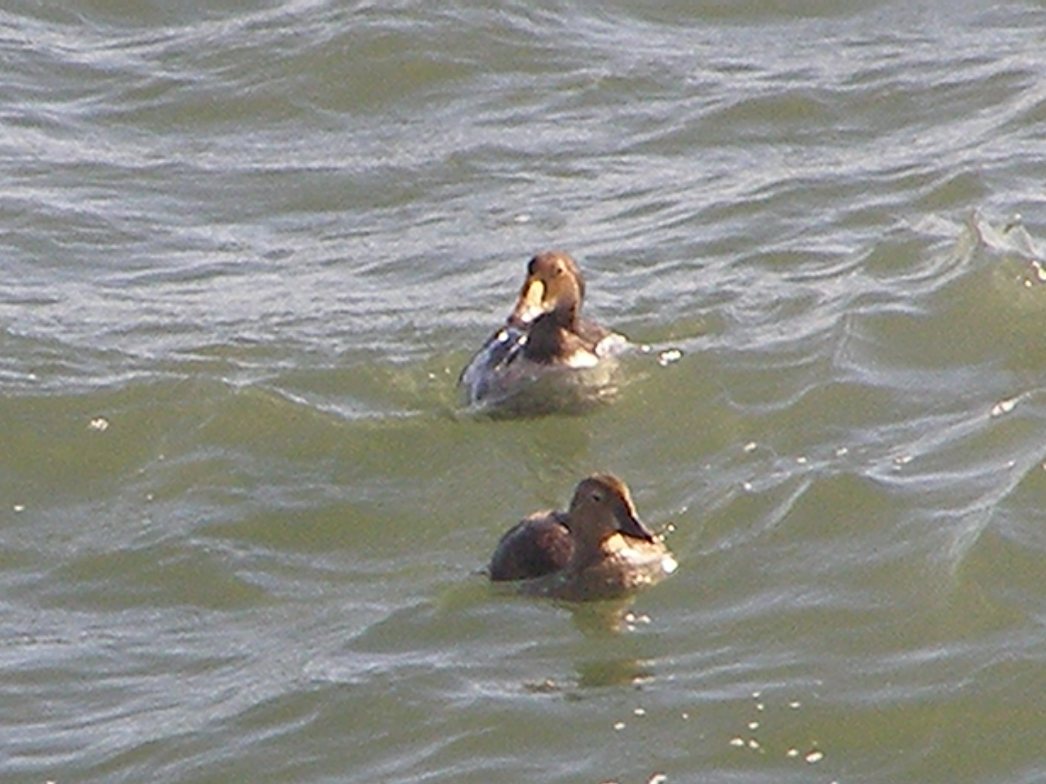 Duck Eider king CBBT 1-09 c.JPG