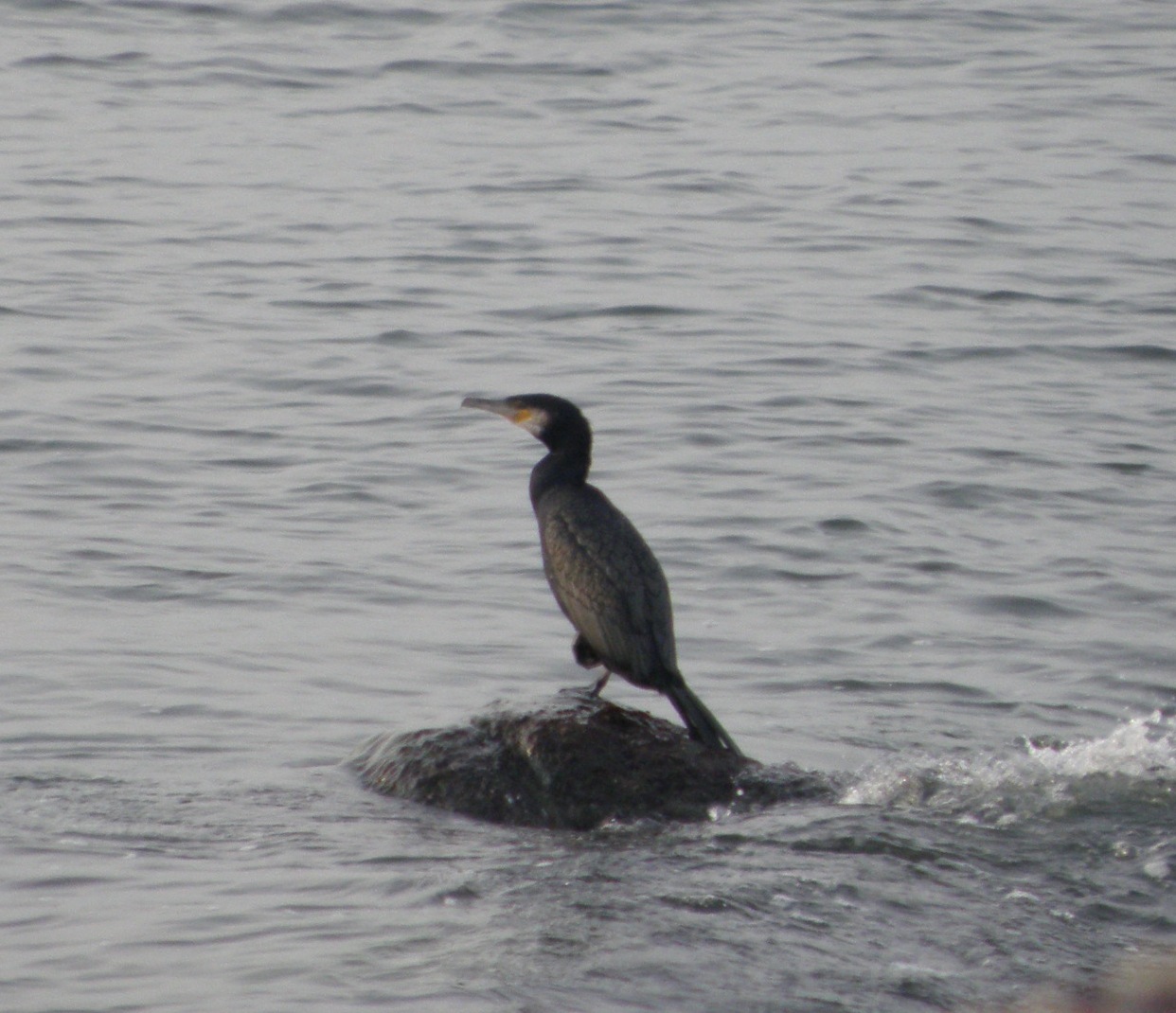 Cormorant GTR CBBT 1-10 a.JPG