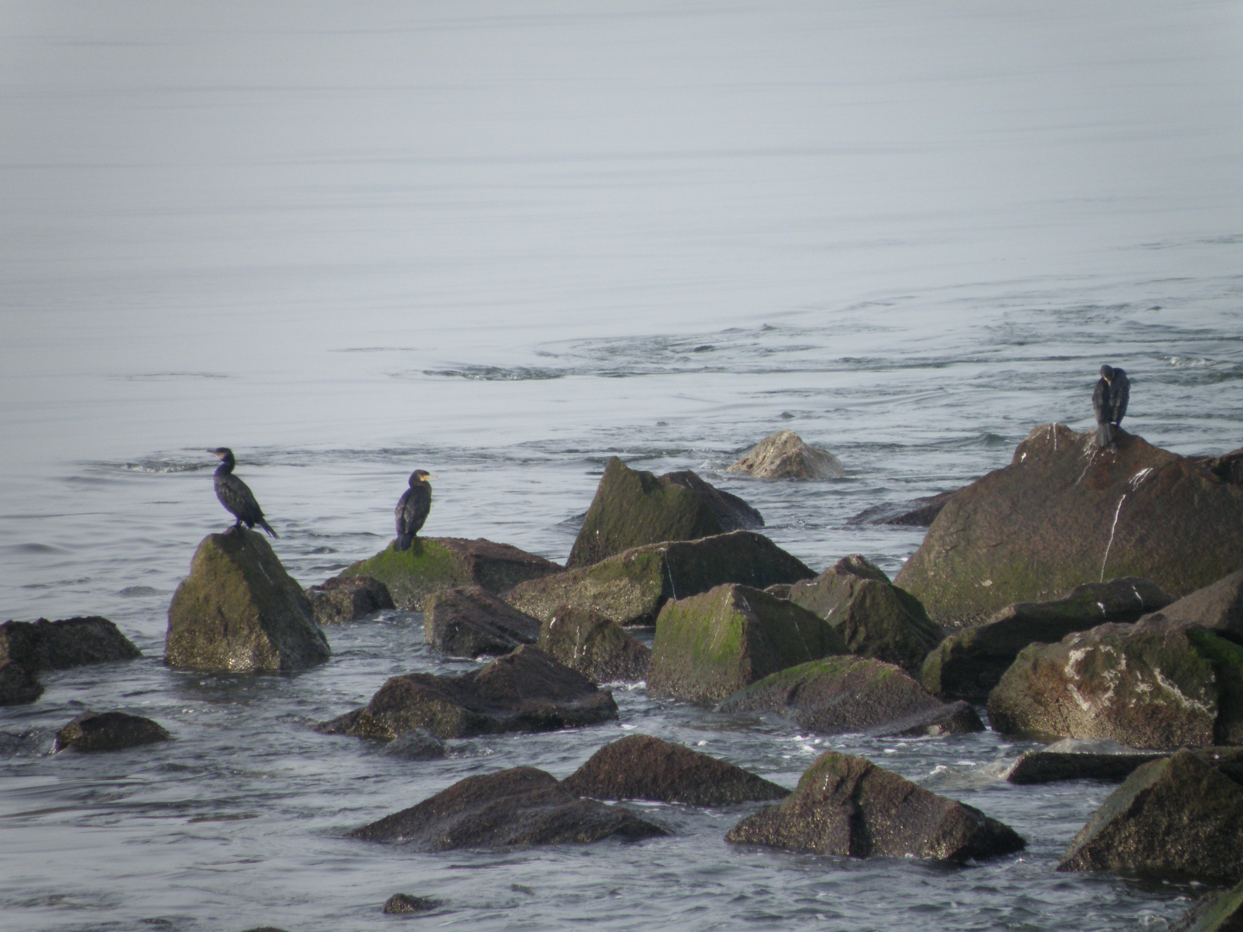 Cormorant GTR CBBT 1-10 c.JPG