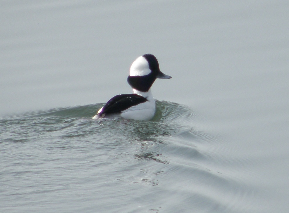 duck bufflehead ES 1-10a.JPG