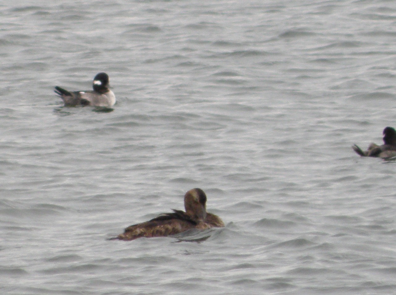 Duck Eider Common Dec 10 d.JPG