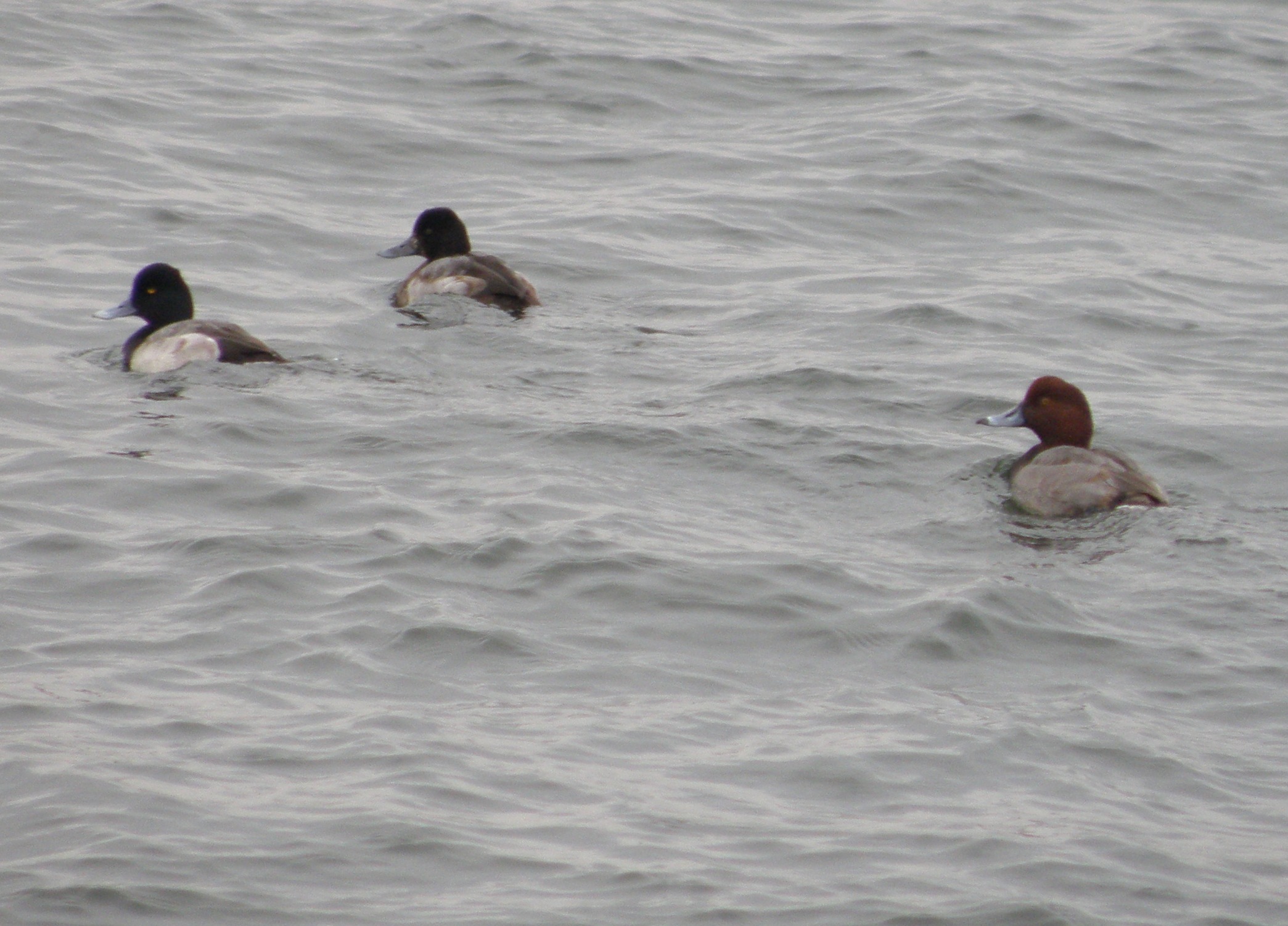 Duck Redhead and Scaup Dec 10 a.JPG