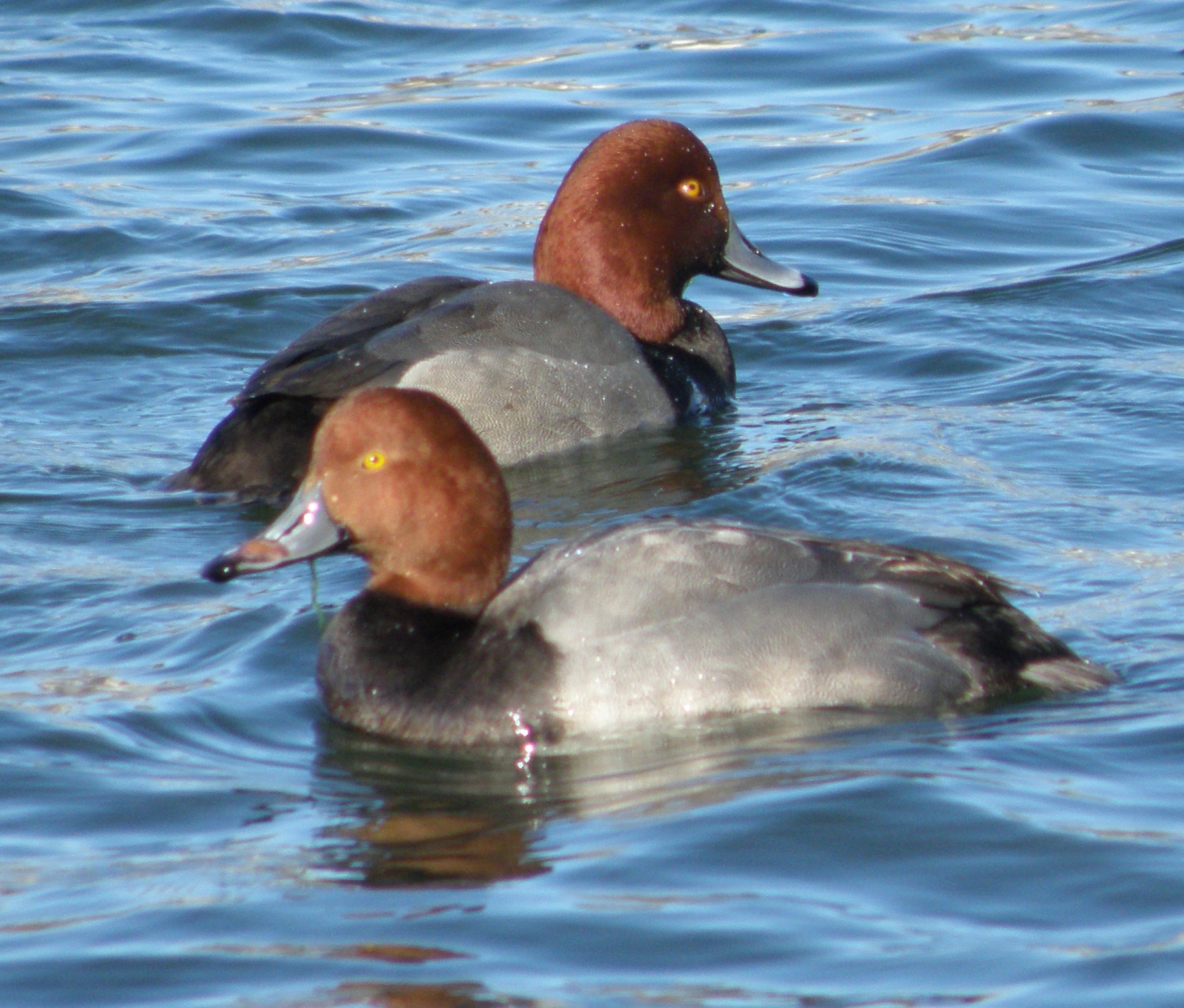Duck redhead hampton VA 2010 e.JPG