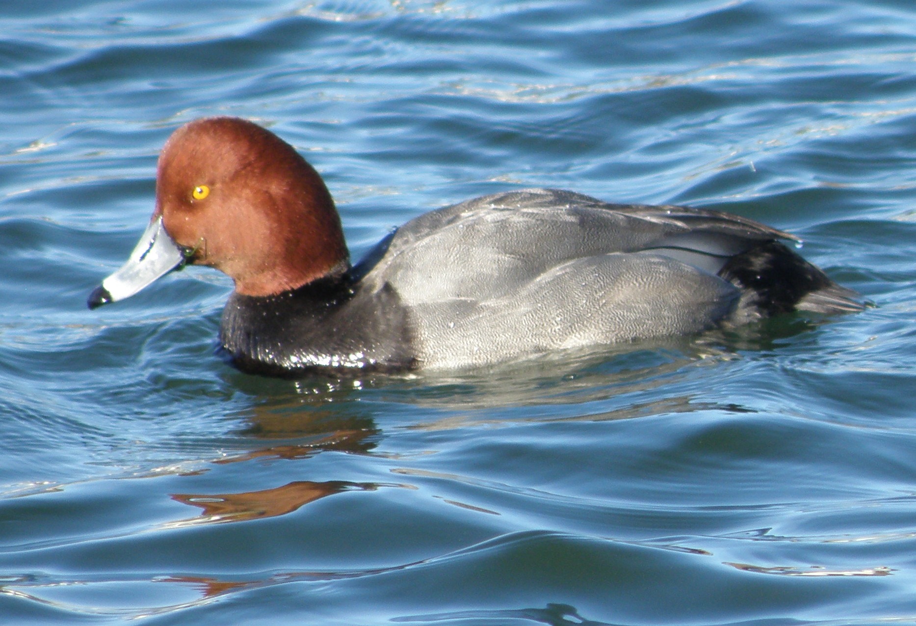 Duck redhead hampton VA 2010 f.JPG