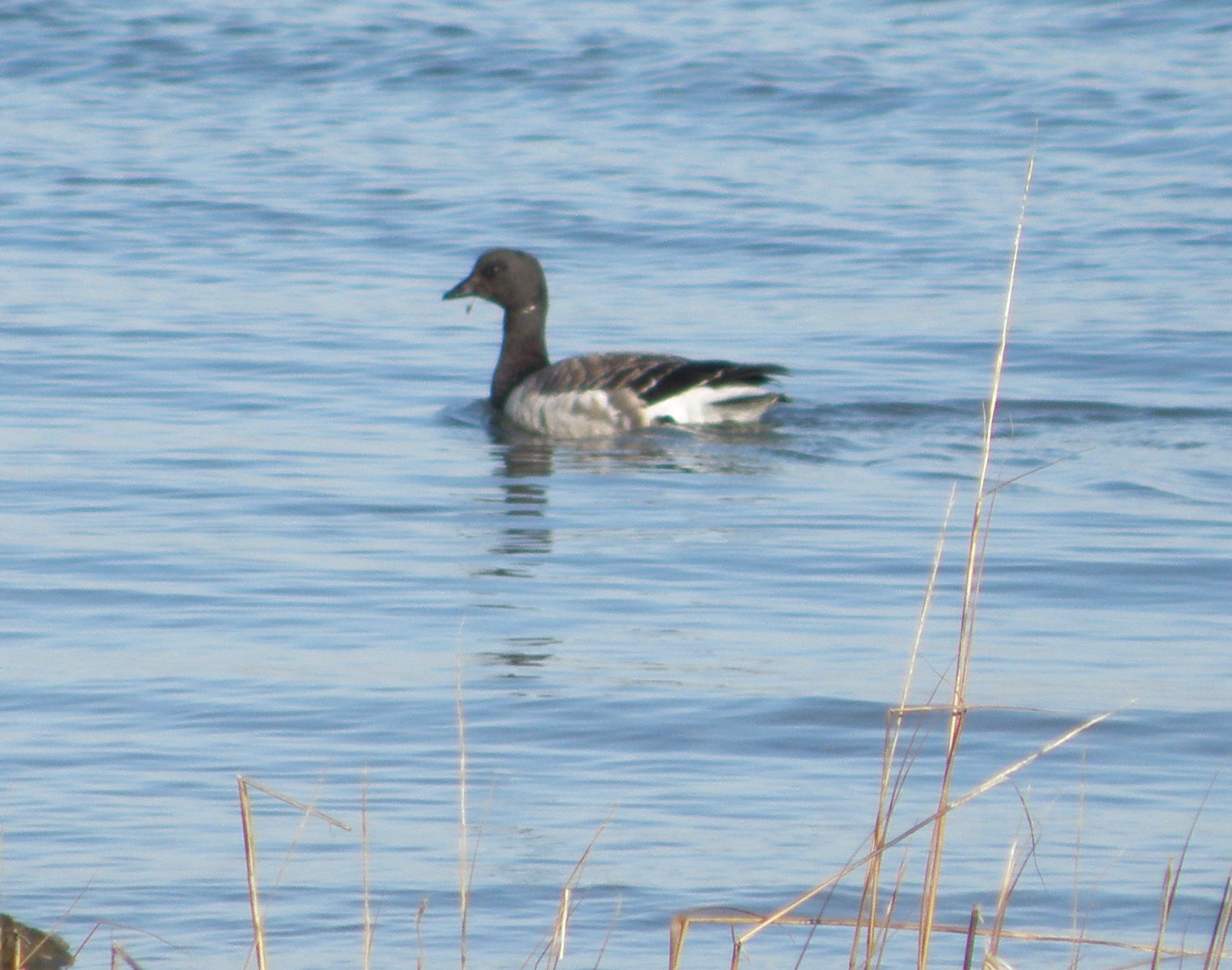 duck Brandt ESVA 0111 a.JPG