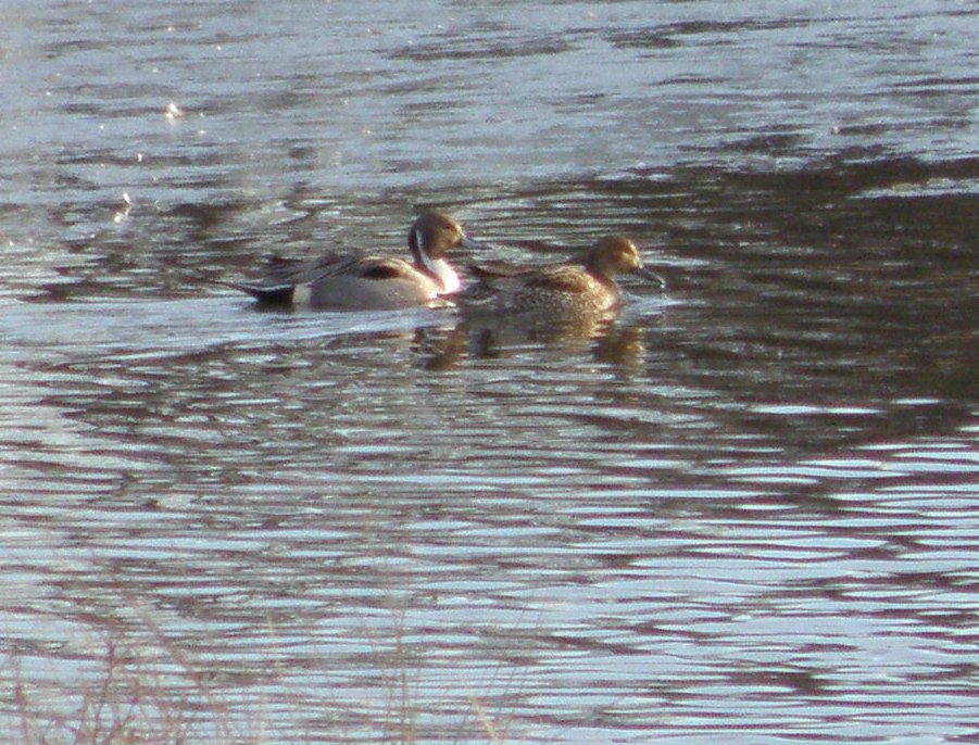 Ducks Pintails ES VA 0111 a.JPG