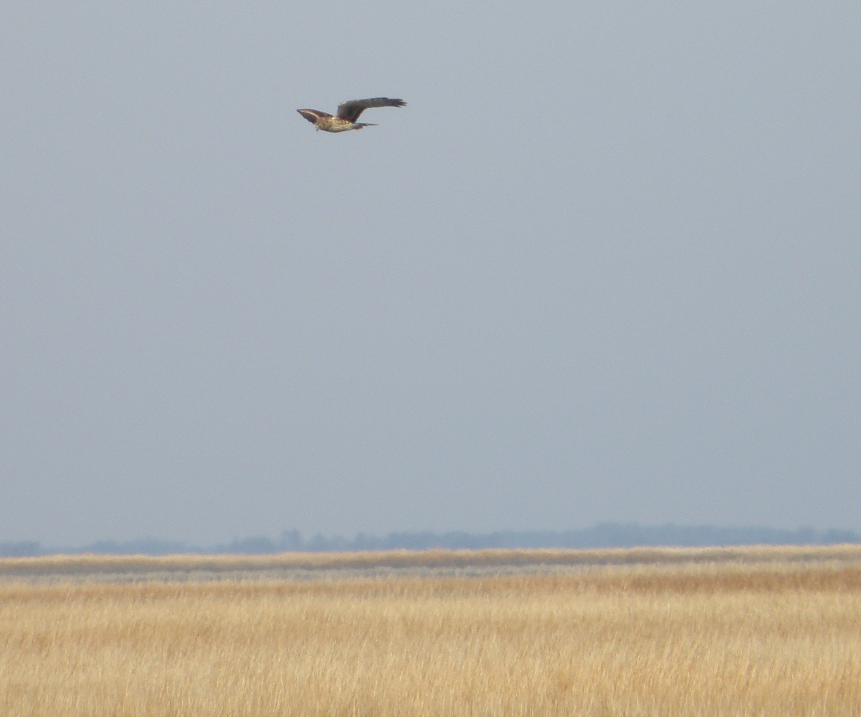 Hawk Marsh ESVA 0111 a.JPG