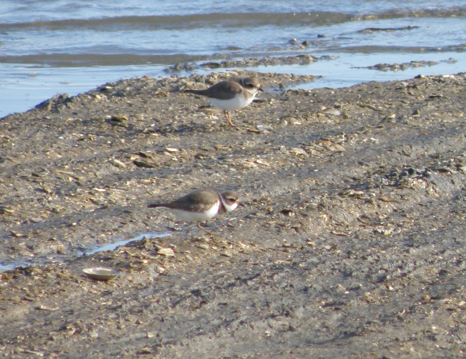 SP Plover Semipalmated ESVA 0111 a.JPG