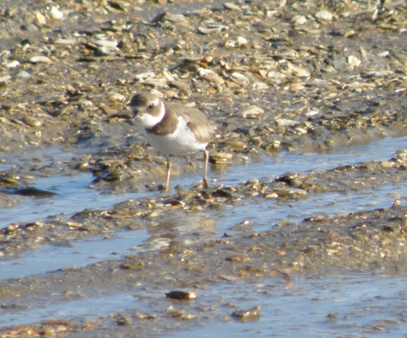 SP Plover Semipalmated ESVA 0111 k.JPG