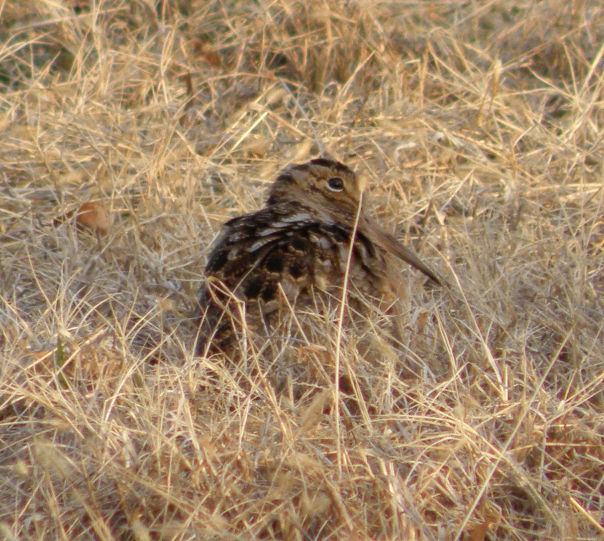 SP Woodcock ESVA 0111 c.JPG