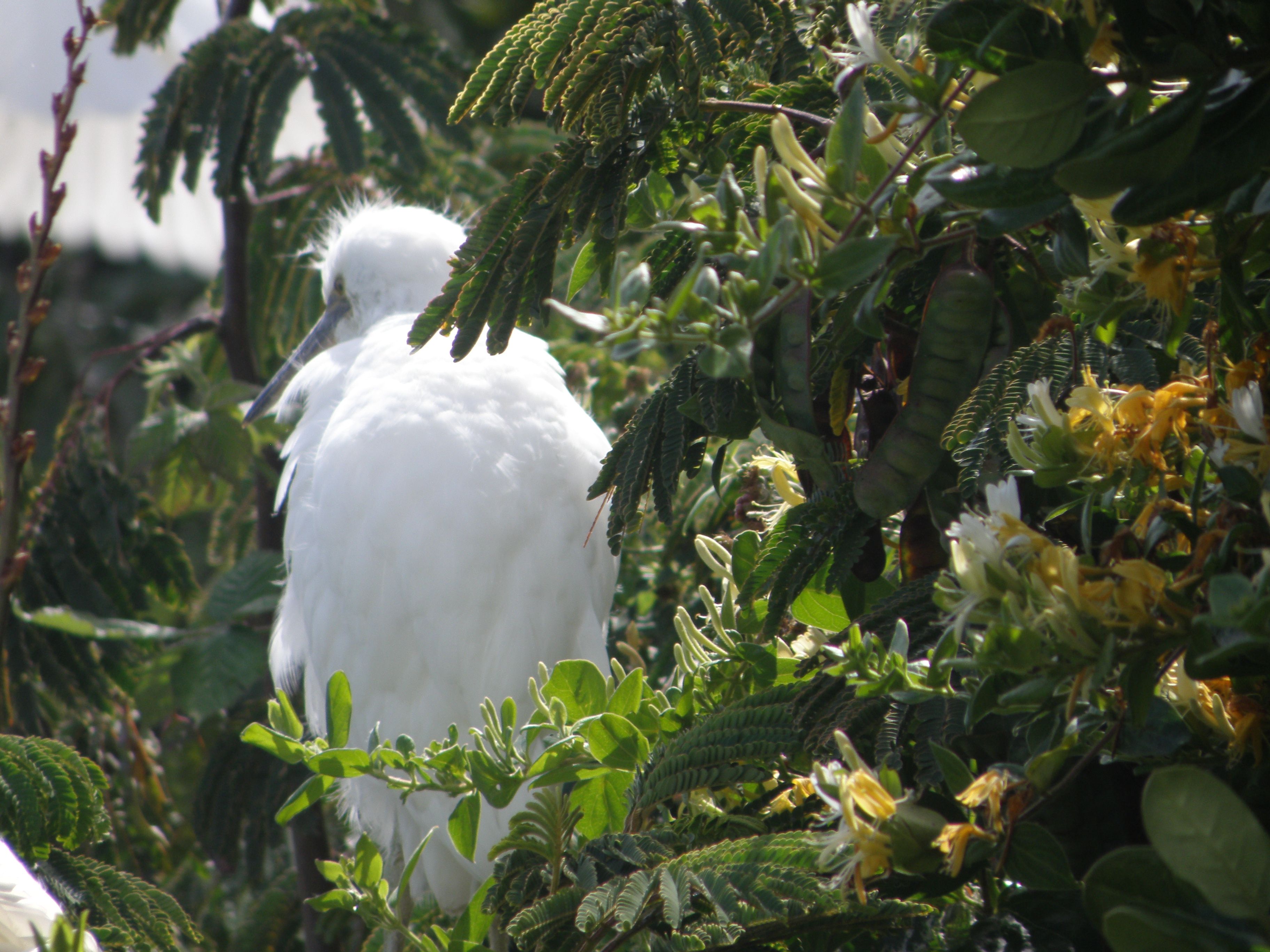 Egret Snowy Alcatraz 6-2011 d.JPG