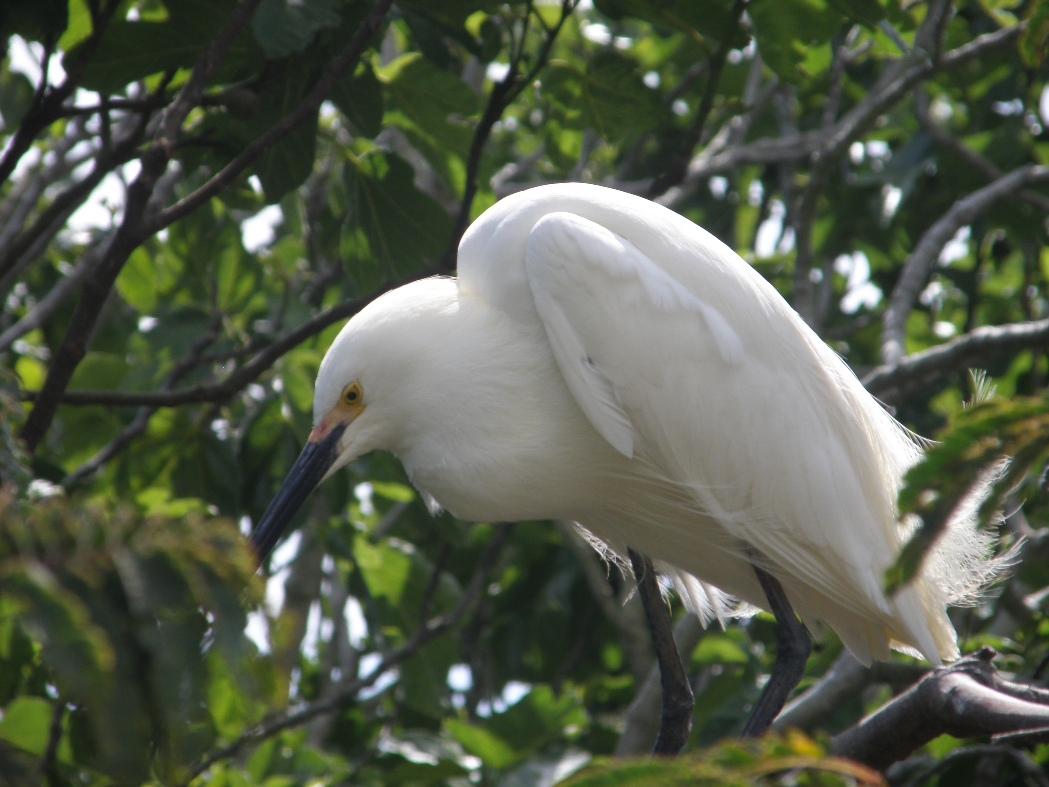 Egret Snowy Alcatraz 6-2011 f.JPG