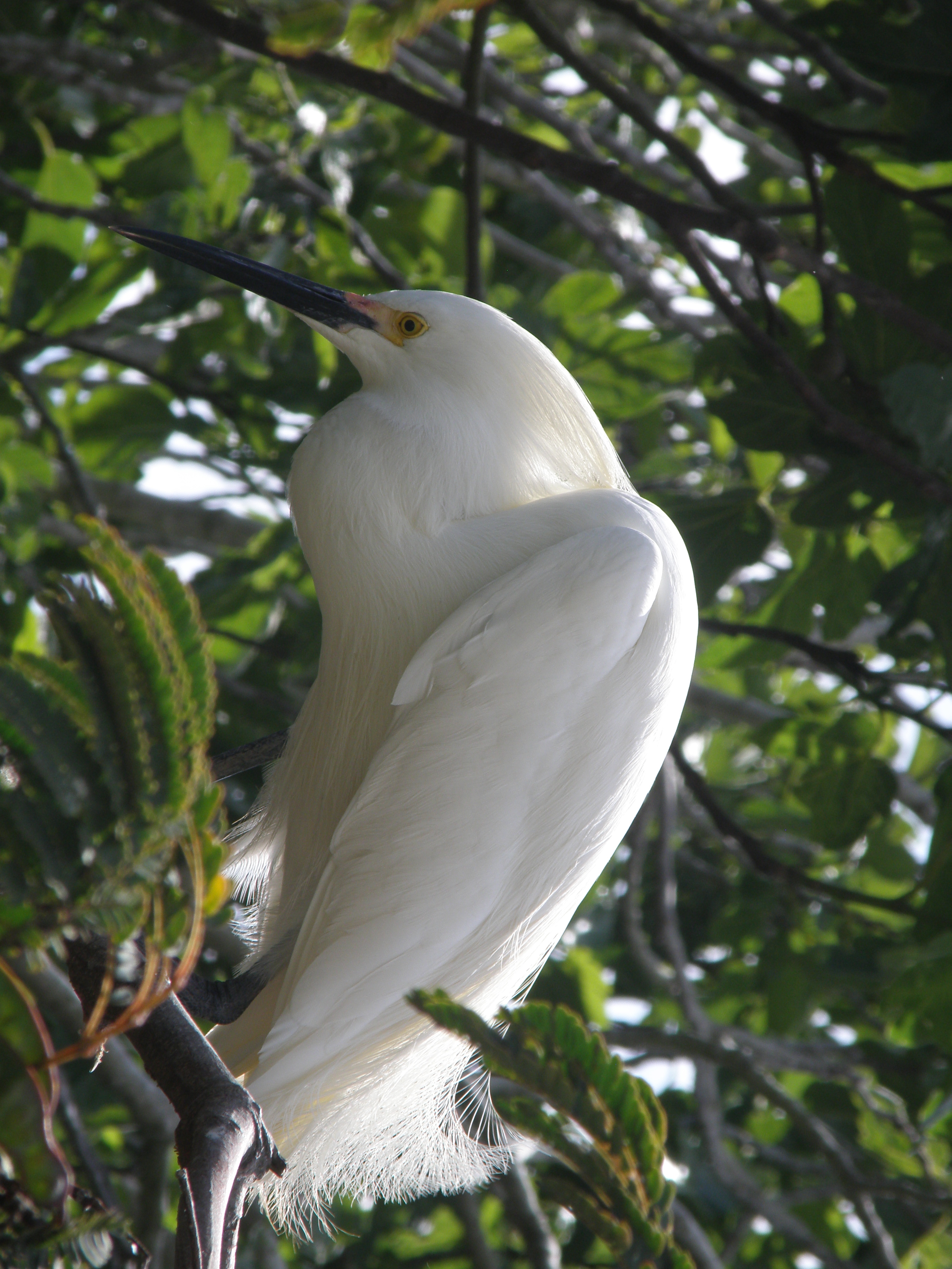 Egret Snowy Alcatraz 6-2011 j.JPG