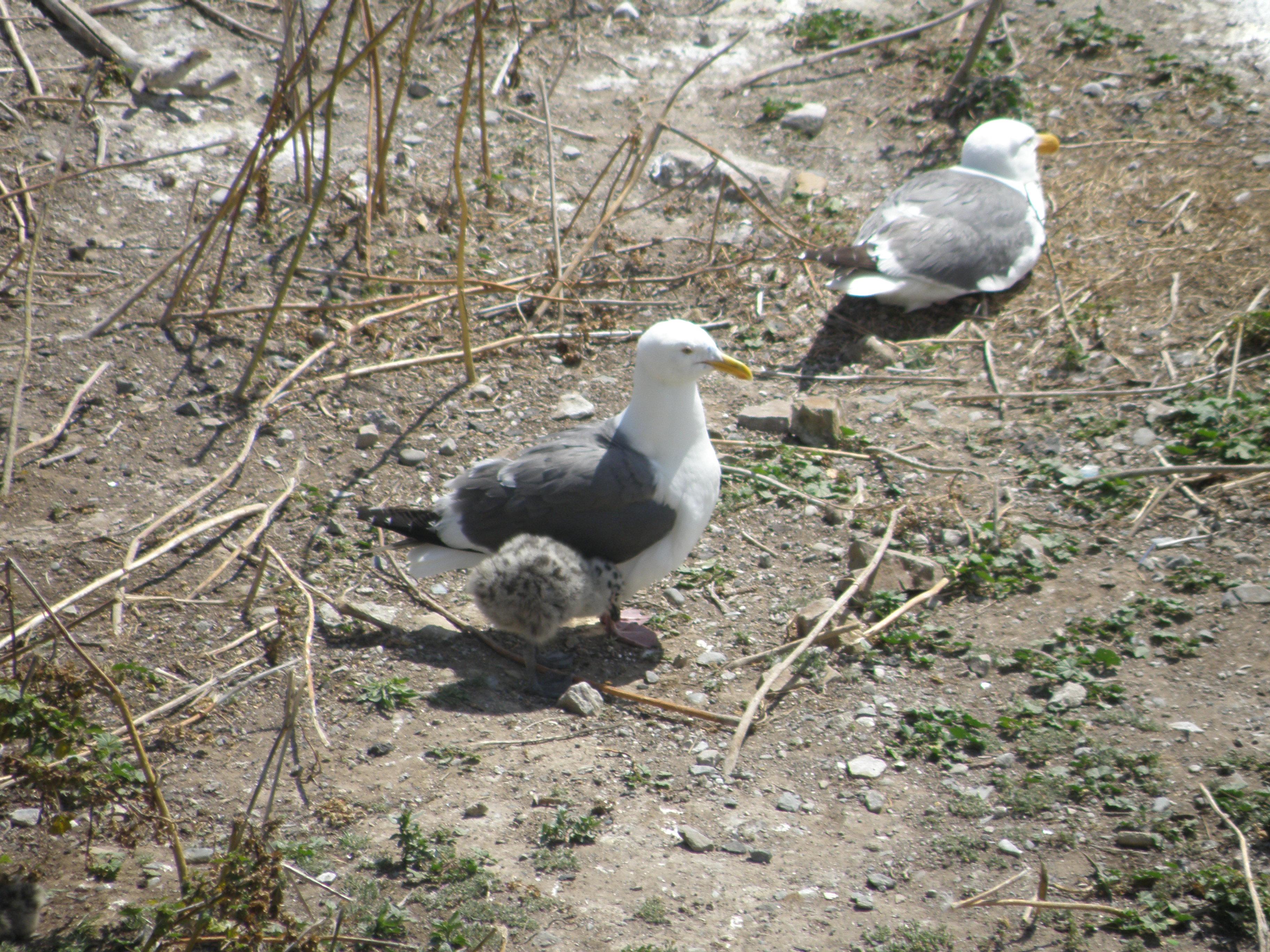 Gull W SF Bay 6-2011 m.JPG