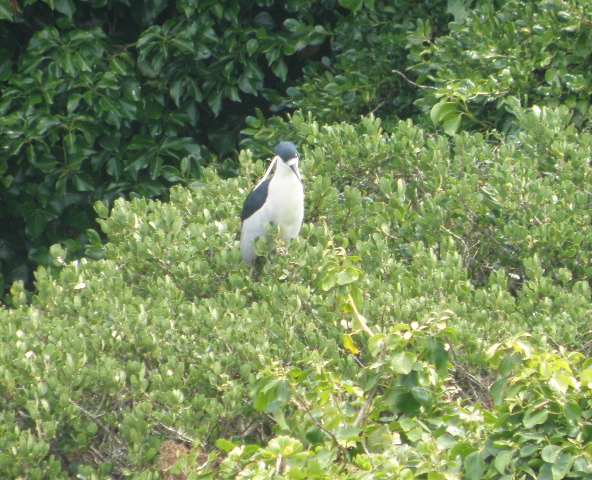 Heron BC NH Alcatraz 6-2011 b.JPG