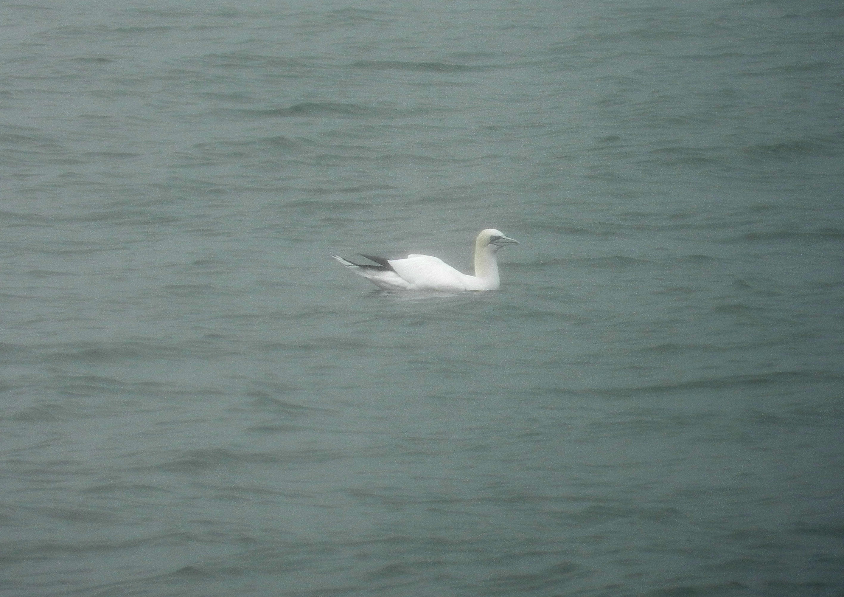 N Gannet in the fog jan 12 c.JPG