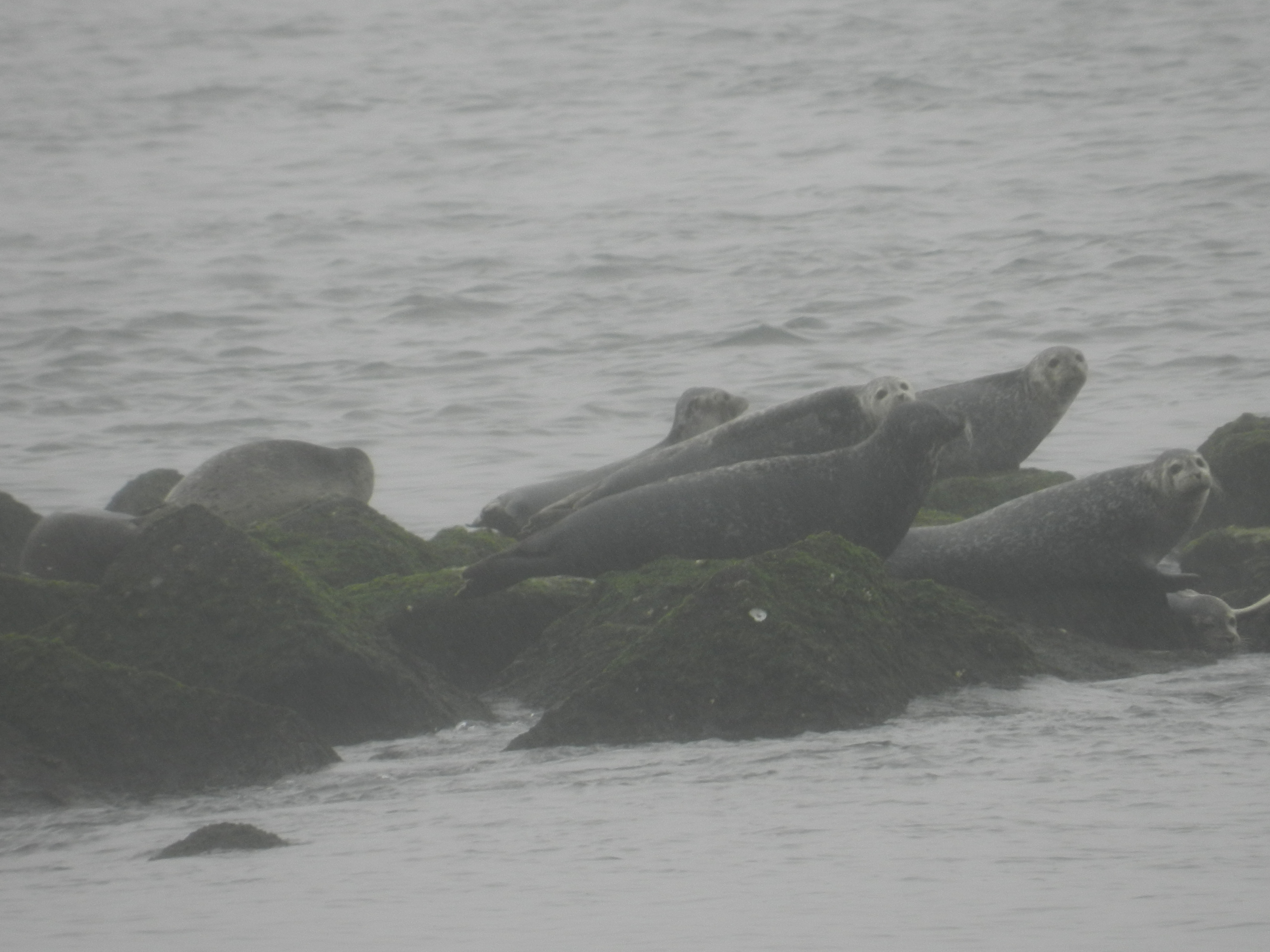 Seals Birder watching CBBT Jan 2012 b.JPG