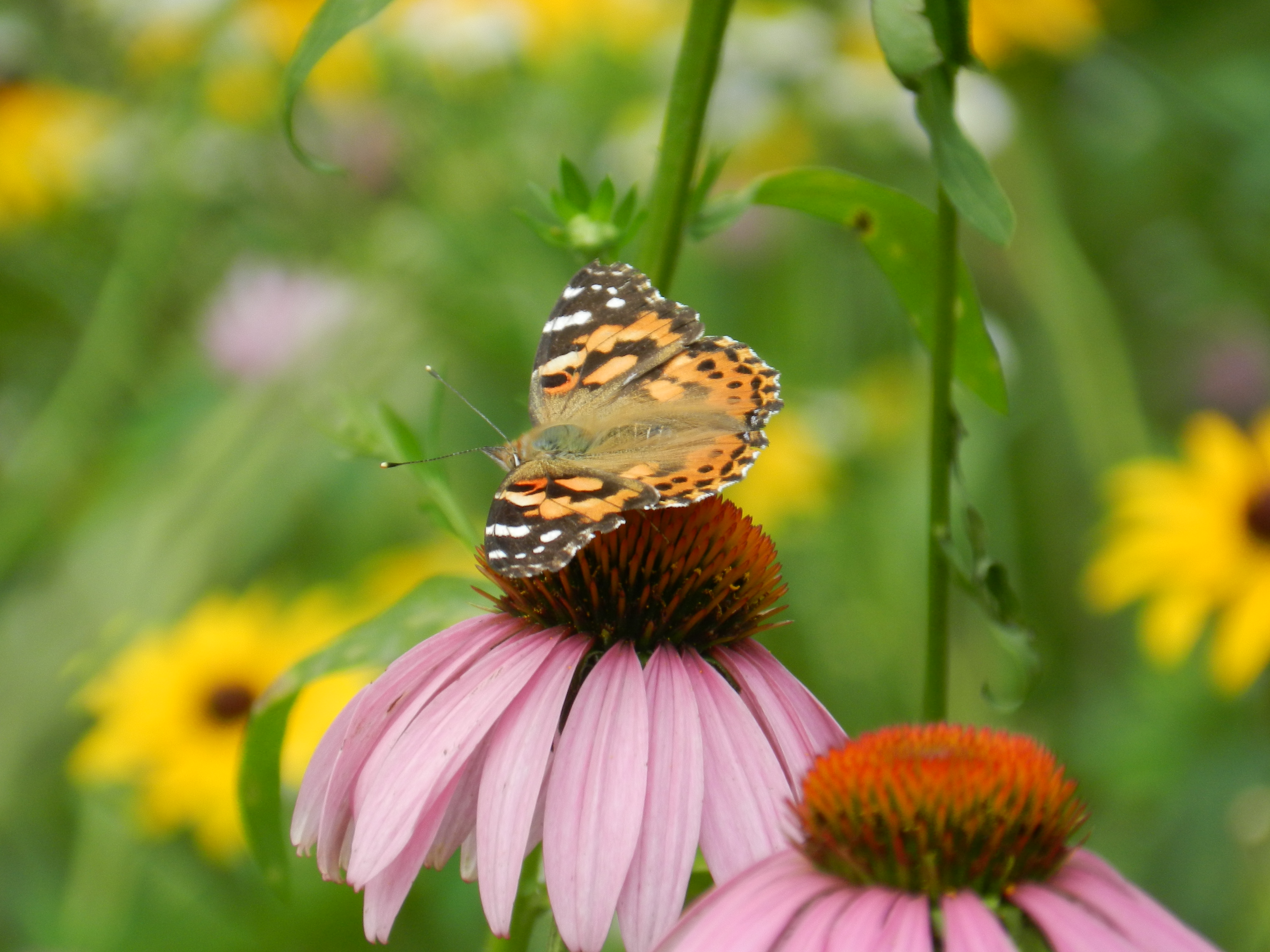 DSCN8754.JPG