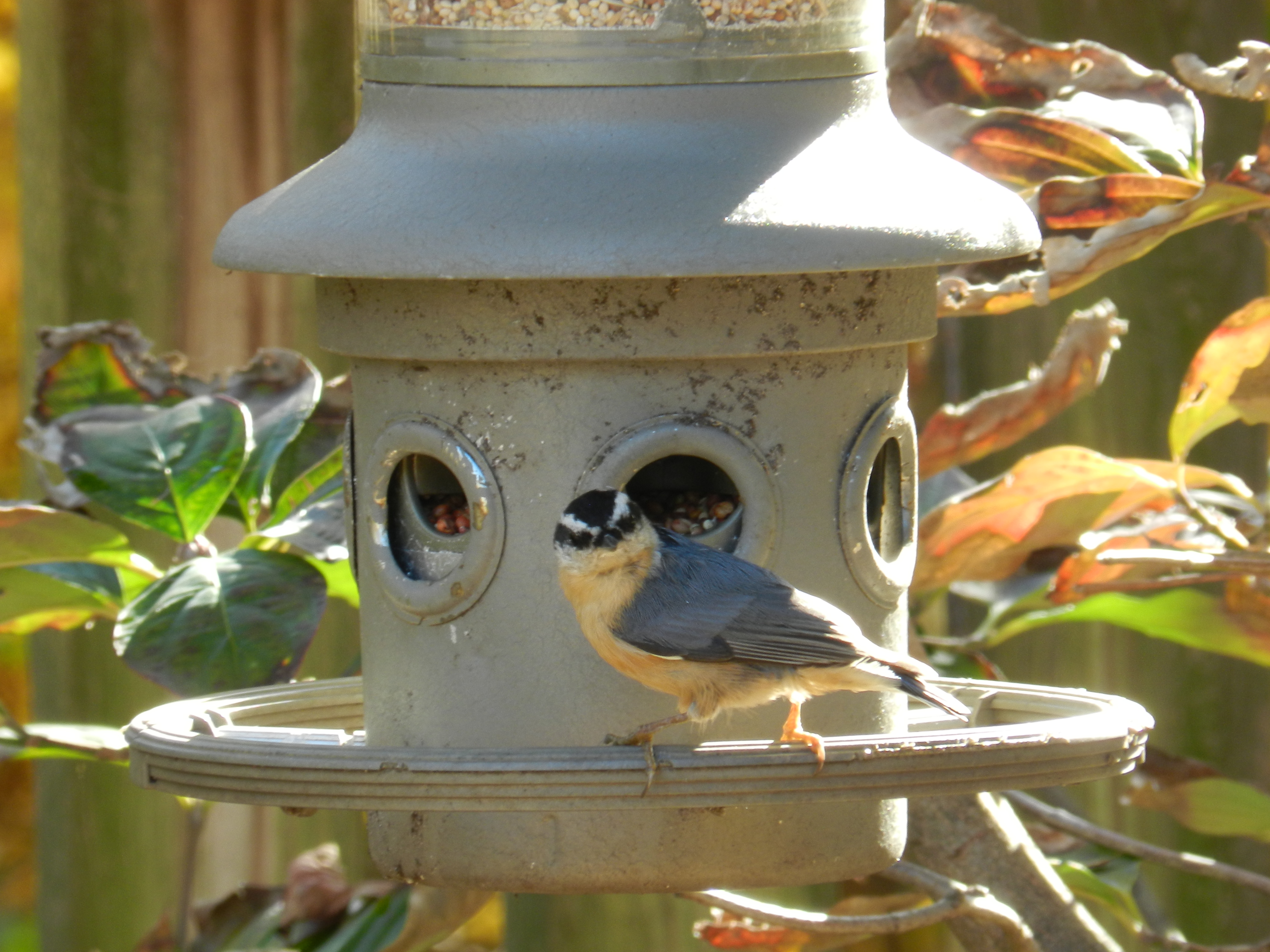 Nuthatch Red Breasted 111112 f.JPG